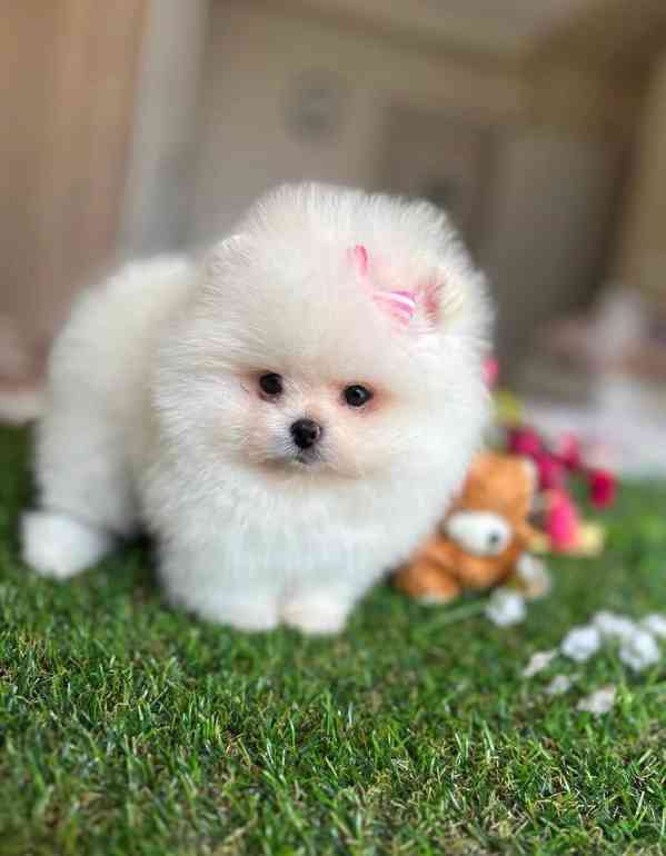 Štěňata pomeraniana k adopci. - foto 2