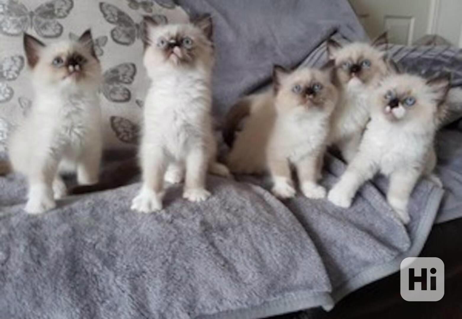 Koťata plemene Ragdoll. - foto 1