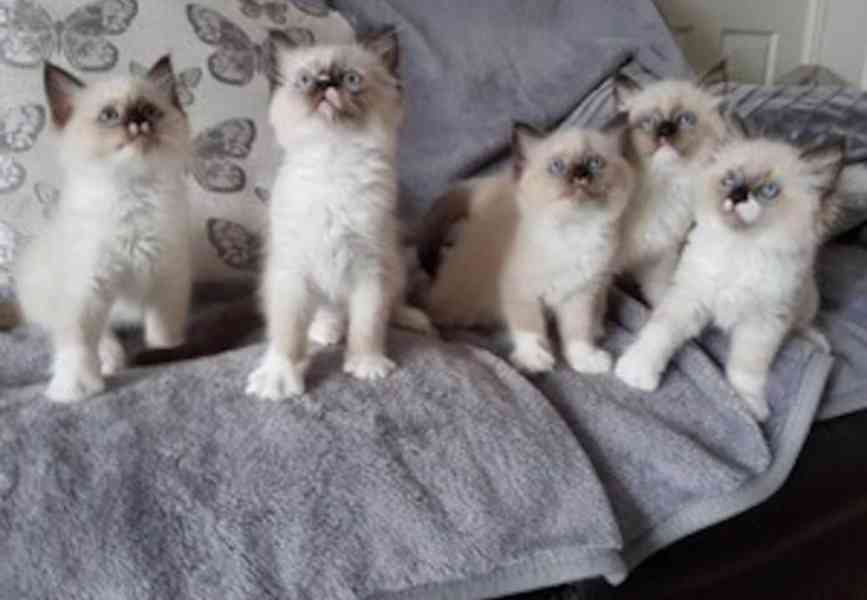 Koťata plemene Ragdoll. - foto 1