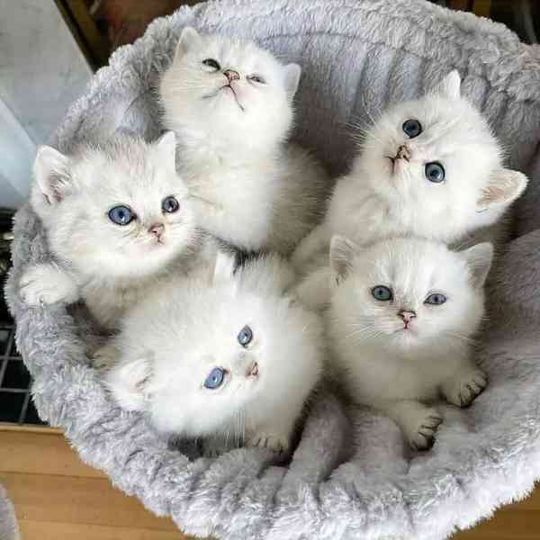 2 koťata plemene Seal Point Ragdoll,