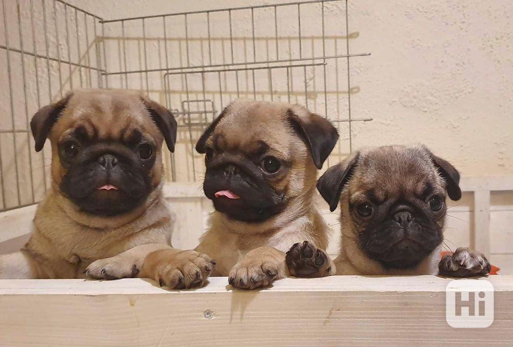Krásná štěňátka mopsů k adopci - foto 1