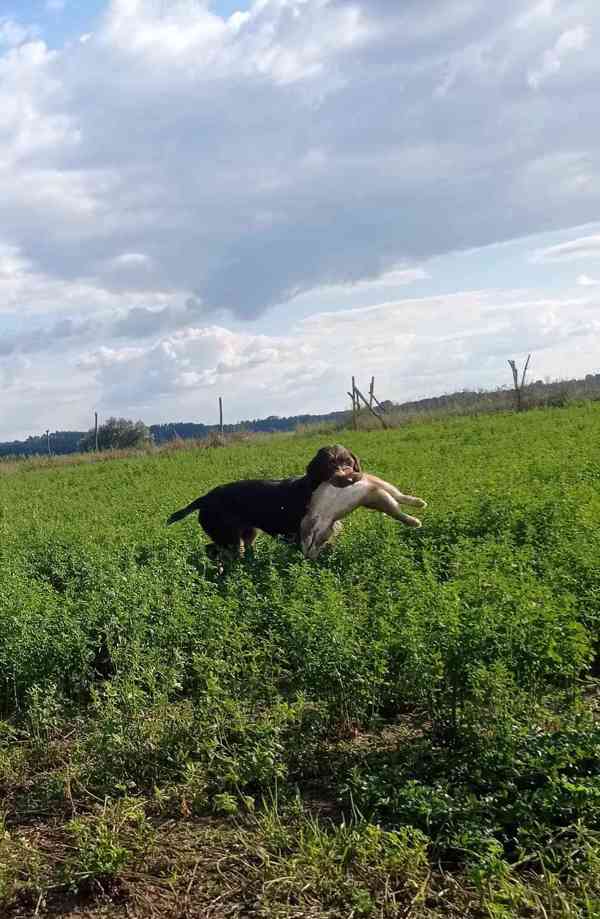 Fena německého drátosrstého ohaře s podzimními zkouškami - foto 3