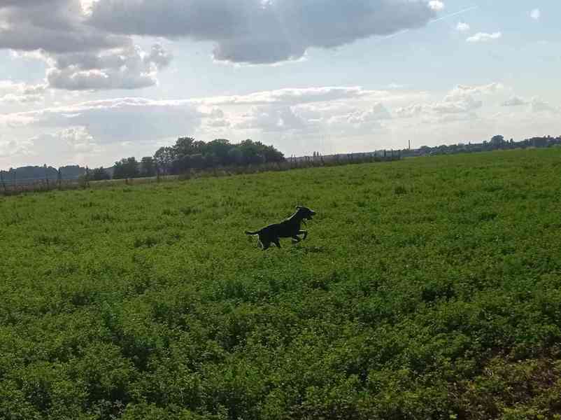 Fena německého drátosrstého ohaře s podzimními zkouškami - foto 2
