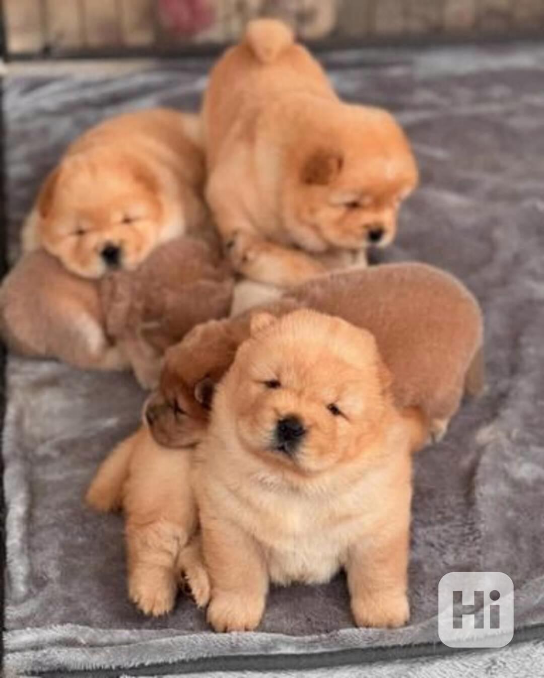 štěňátka čau čau - foto 1