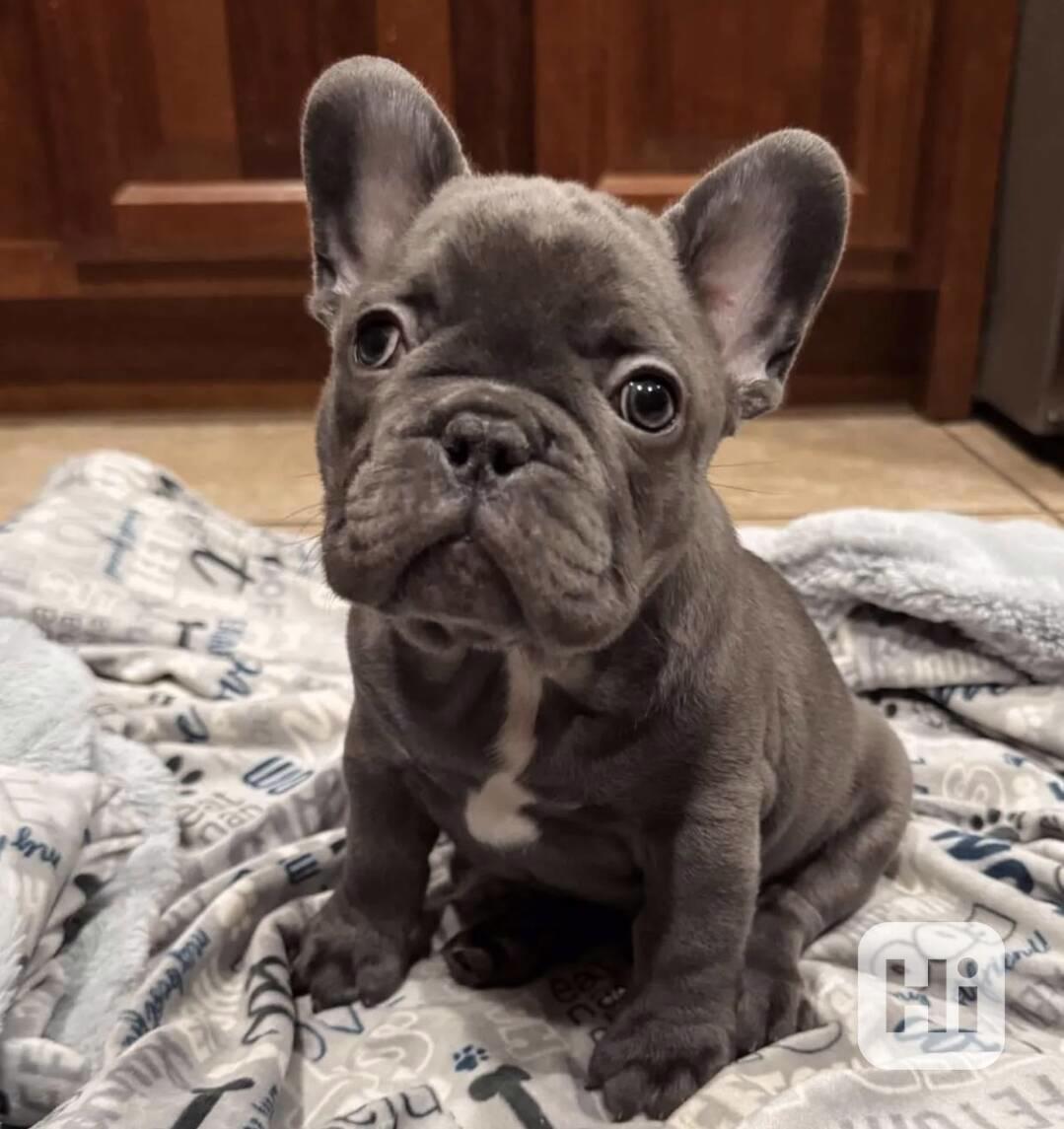 Nádherní francouzští buldoci - foto 1