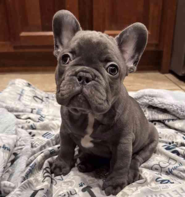 Nádherní francouzští buldoci - foto 1