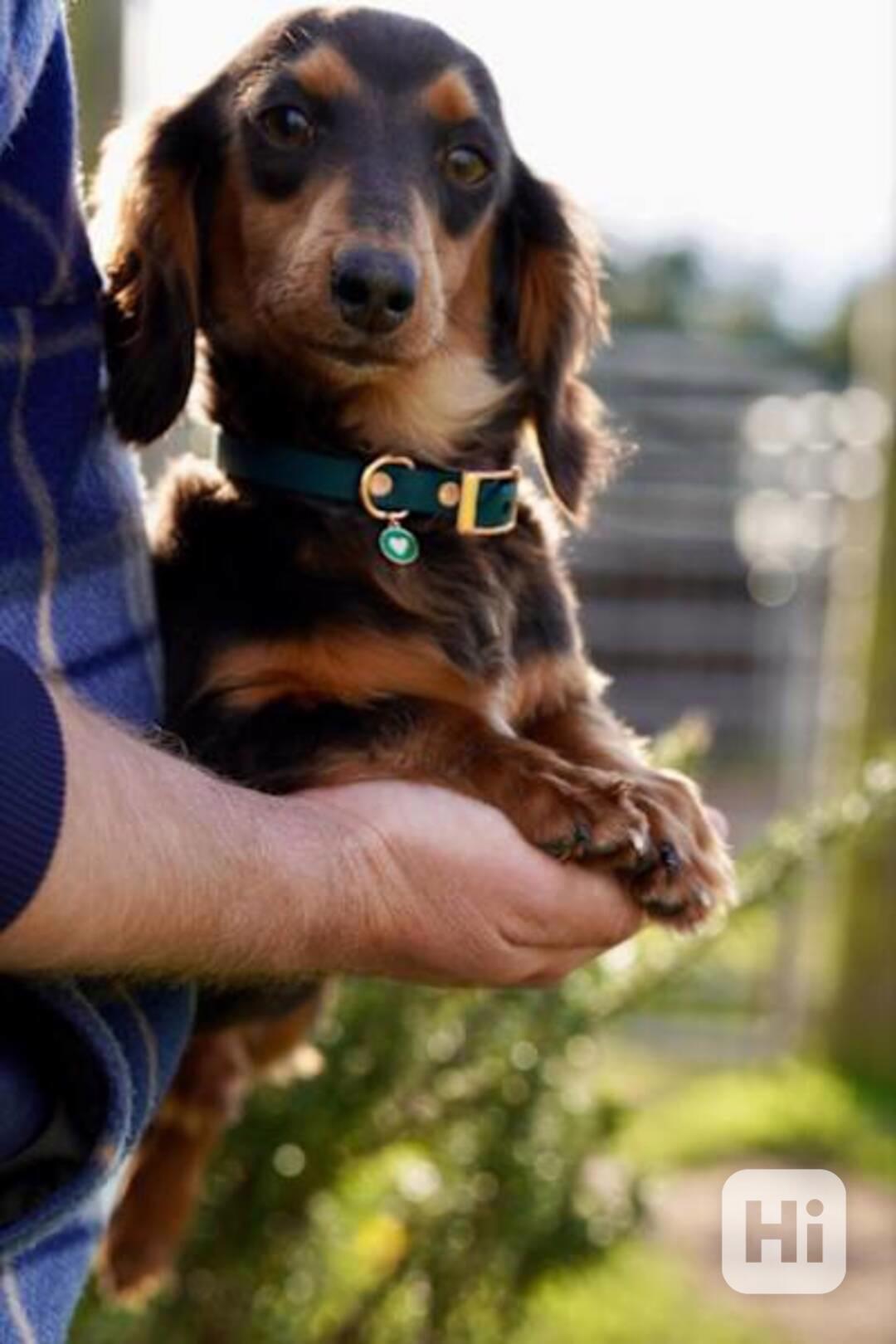puppy - foto 1
