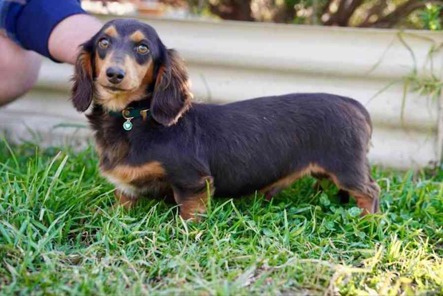 puppy - foto 2