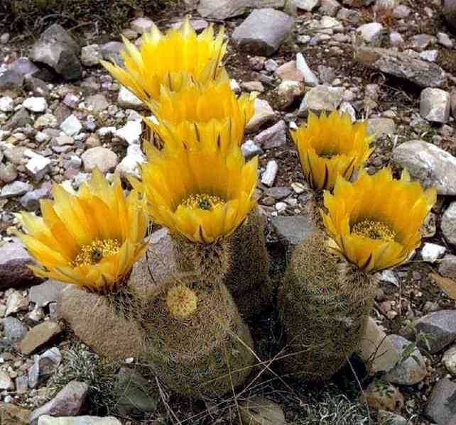 semena kaktus Echinocereus dasyacanthus - foto 1