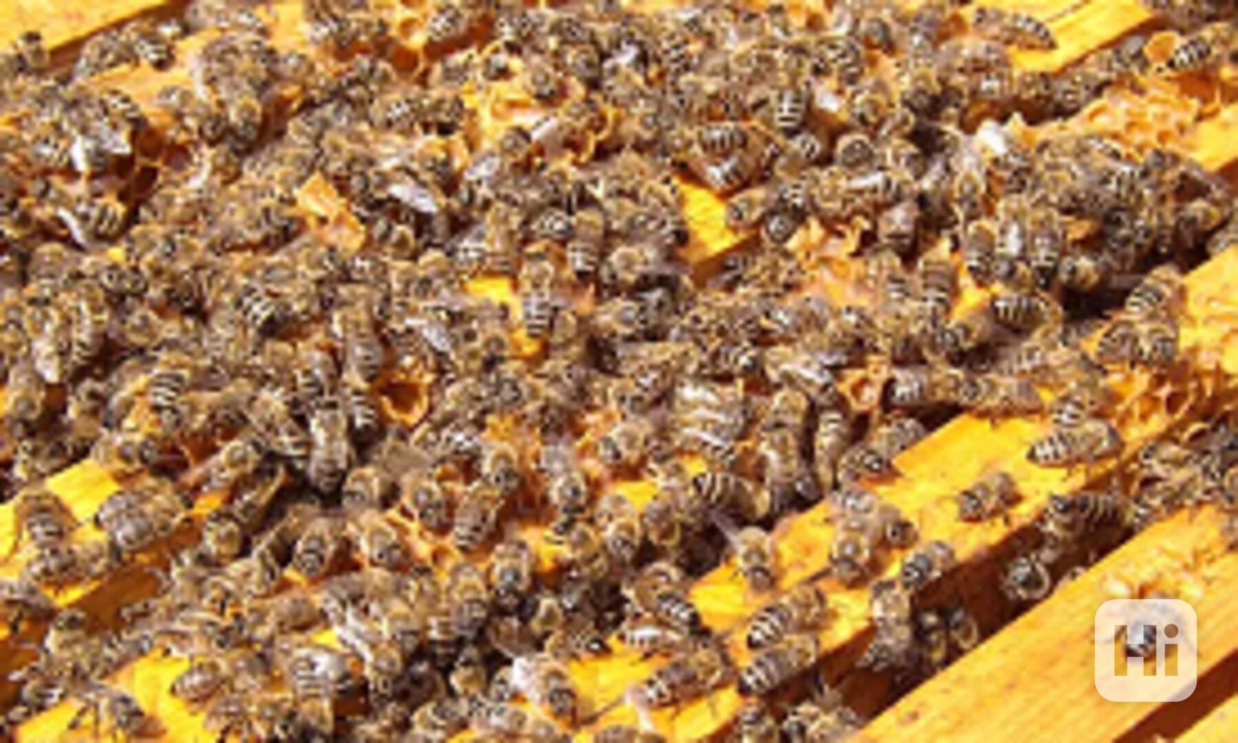 Vyzimovaná včelstva 2024 - foto 1