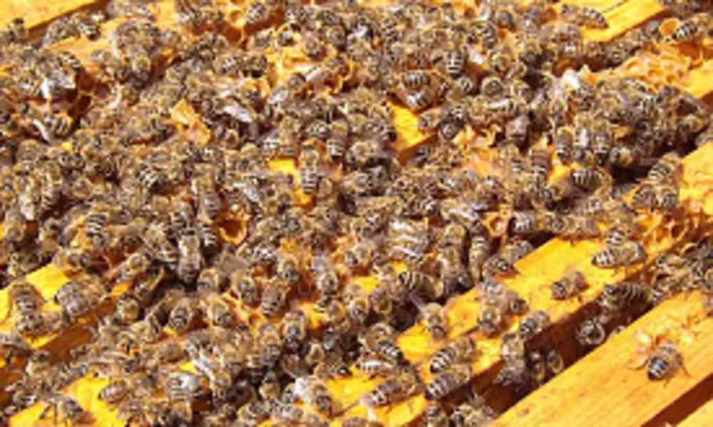 Vyzimovaná včelstva 2024 - foto 1