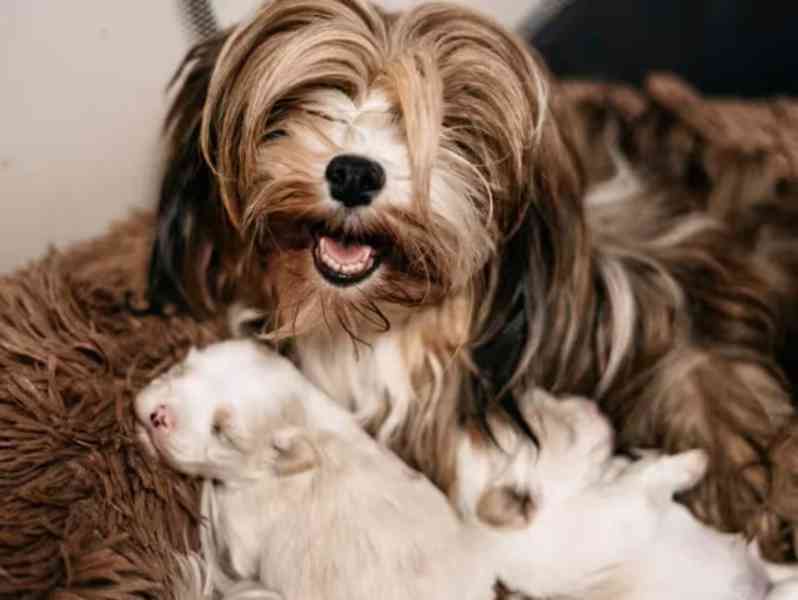 Gute Neuigkeiten! Neue Havaneser-Welpen sind da! - foto 3