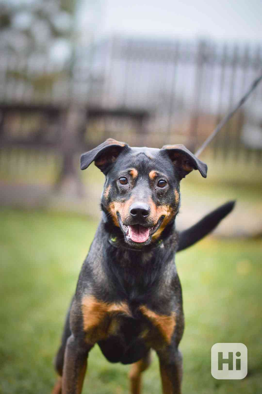 Baddy - kříženec, aktivní puberťák, 2 roky - foto 1