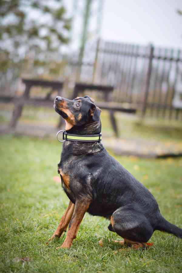 Baddy - kříženec, aktivní puberťák, 2 roky - foto 5