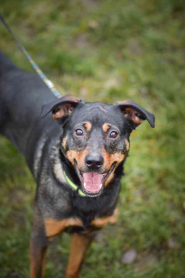 Baddy - kříženec, aktivní puberťák, 2 roky - foto 3