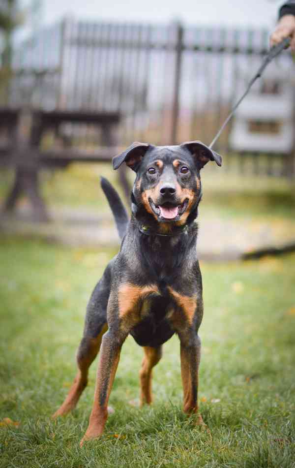 Baddy - kříženec, aktivní puberťák, 2 roky - foto 2
