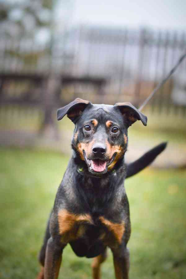 Baddy - kříženec, aktivní puberťák, 2 roky