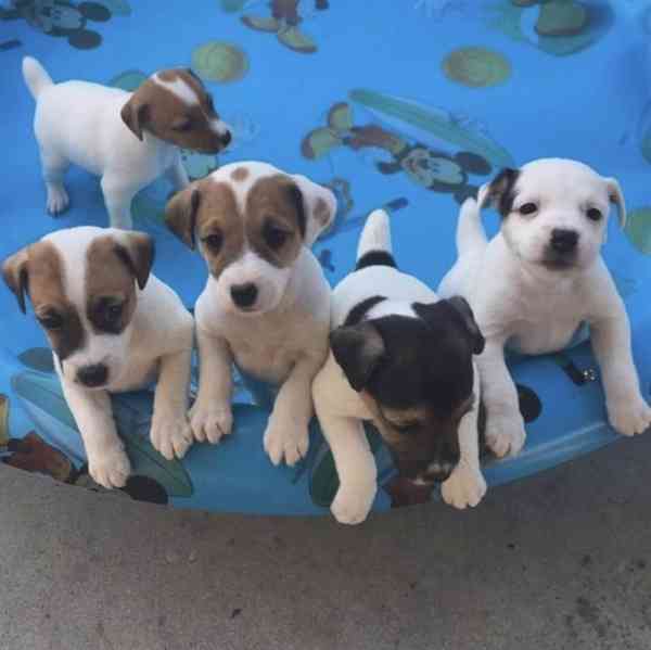 12 týdenní štěně jack russella k adopci zdarma   - foto 1