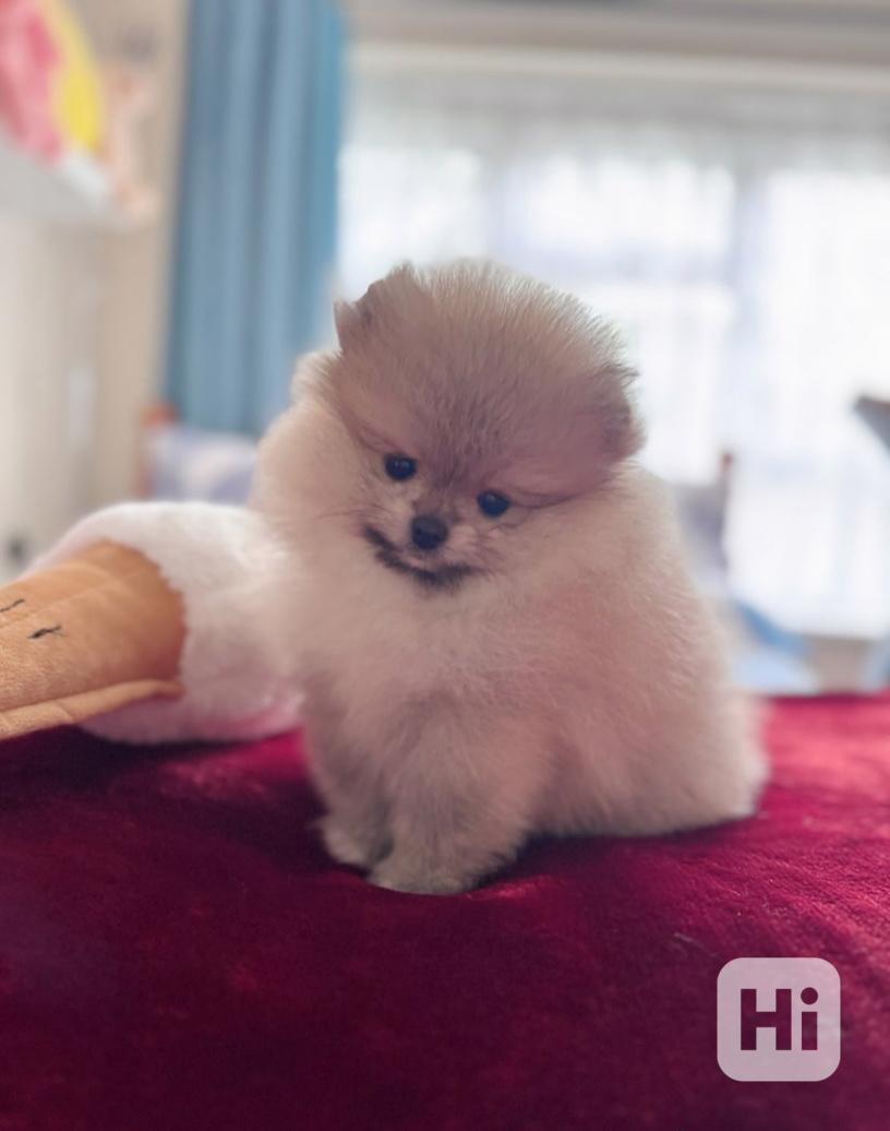 Rozkošná štěňata čistokrevného pomeraniana - foto 1