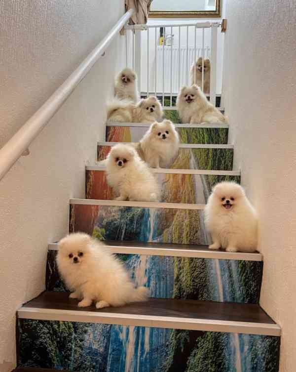 Rozkošná štěňata čistokrevného pomeraniana - foto 4