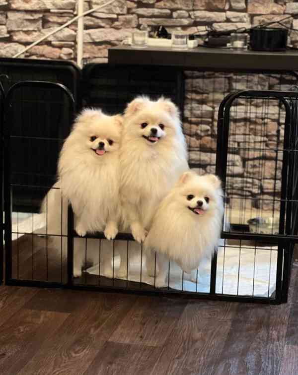 Rozkošná štěňata čistokrevného pomeraniana - foto 3