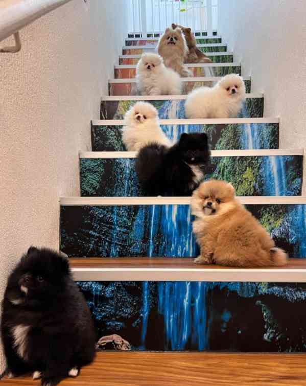 Rozkošná štěňata čistokrevného pomeraniana - foto 5