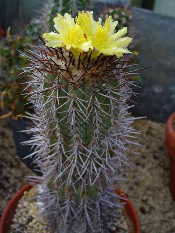 semena kaktus Copiapoa calderana