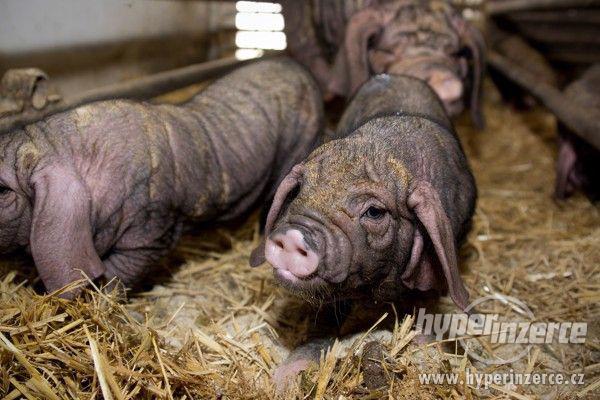 Čínské přikuklené prase - selata - foto 1