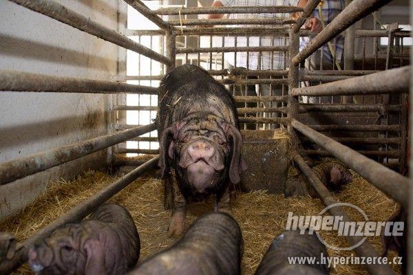 Čínské přikuklené prase - selata - foto 3