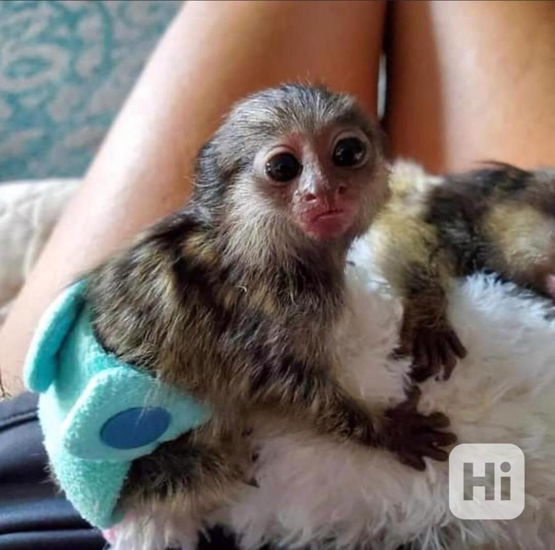 Roztomilá opice marmoset k dispozici - foto 1