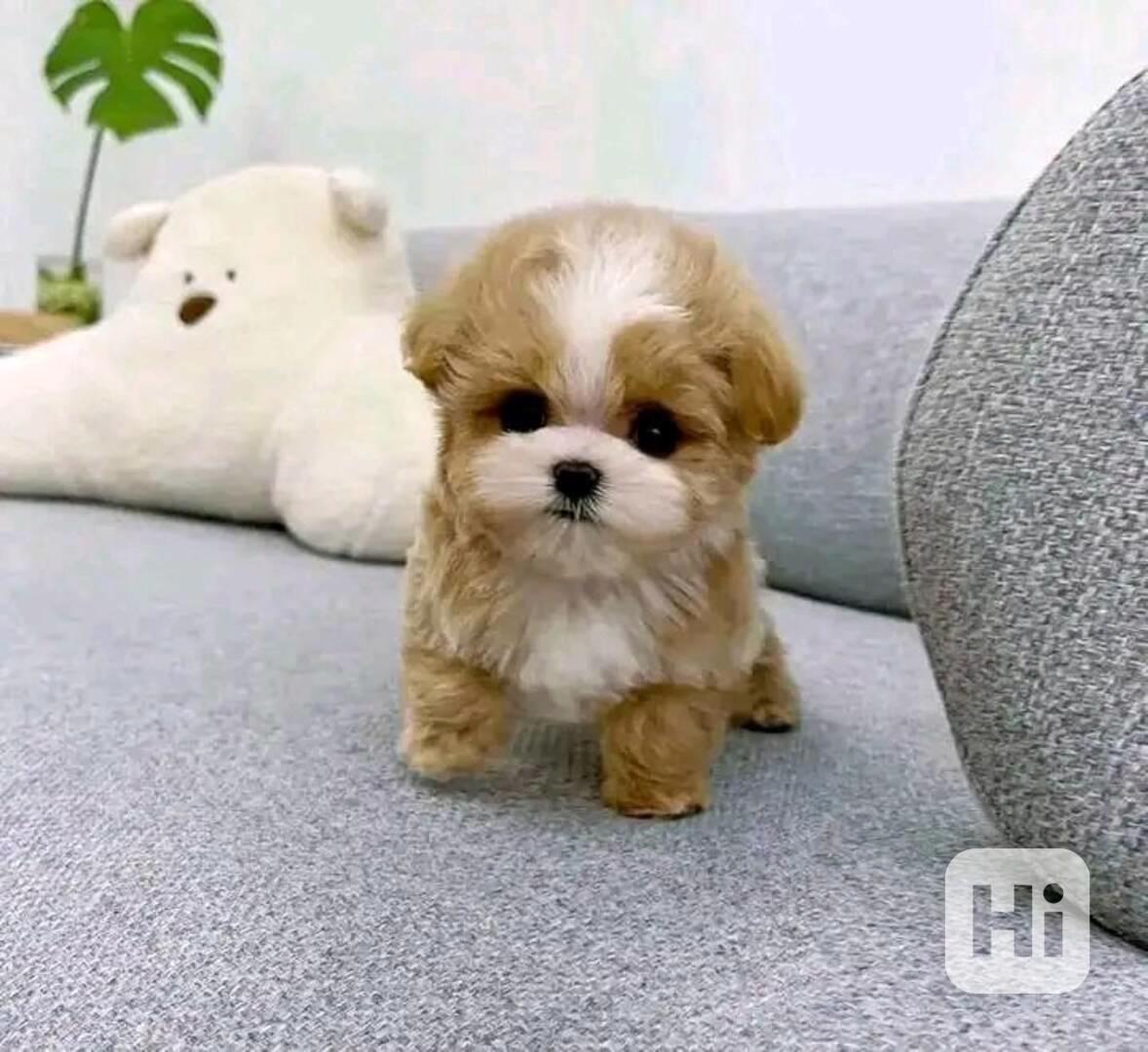  Dárek zdarma krásná štěňátka pudl k adopci zdarma   - foto 1