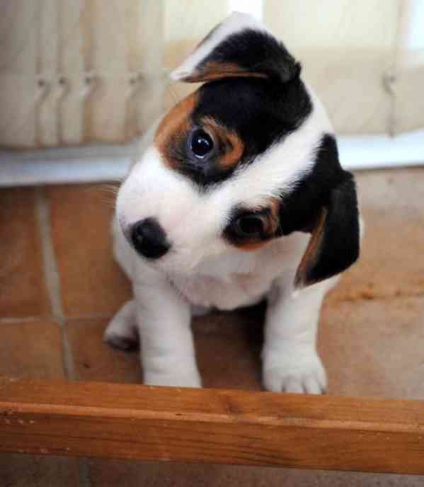 Jack russell terier klučík - foto 2