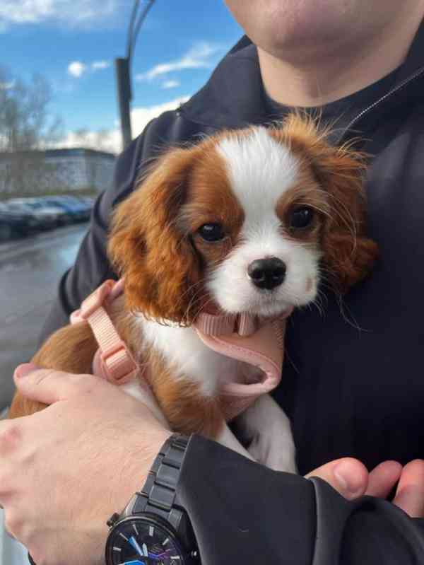 Volná štěňata kavalír King Charles španěl k adopci   - foto 2