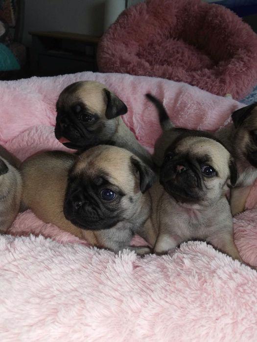 Štěňata vytírá a čistí k adopci a k ​​přemístění