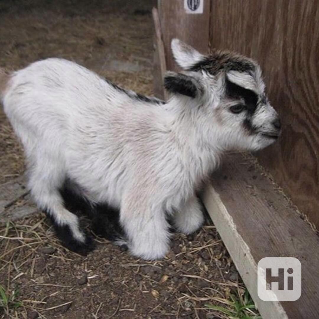 Prodám rozkošné angorské kozy - foto 1