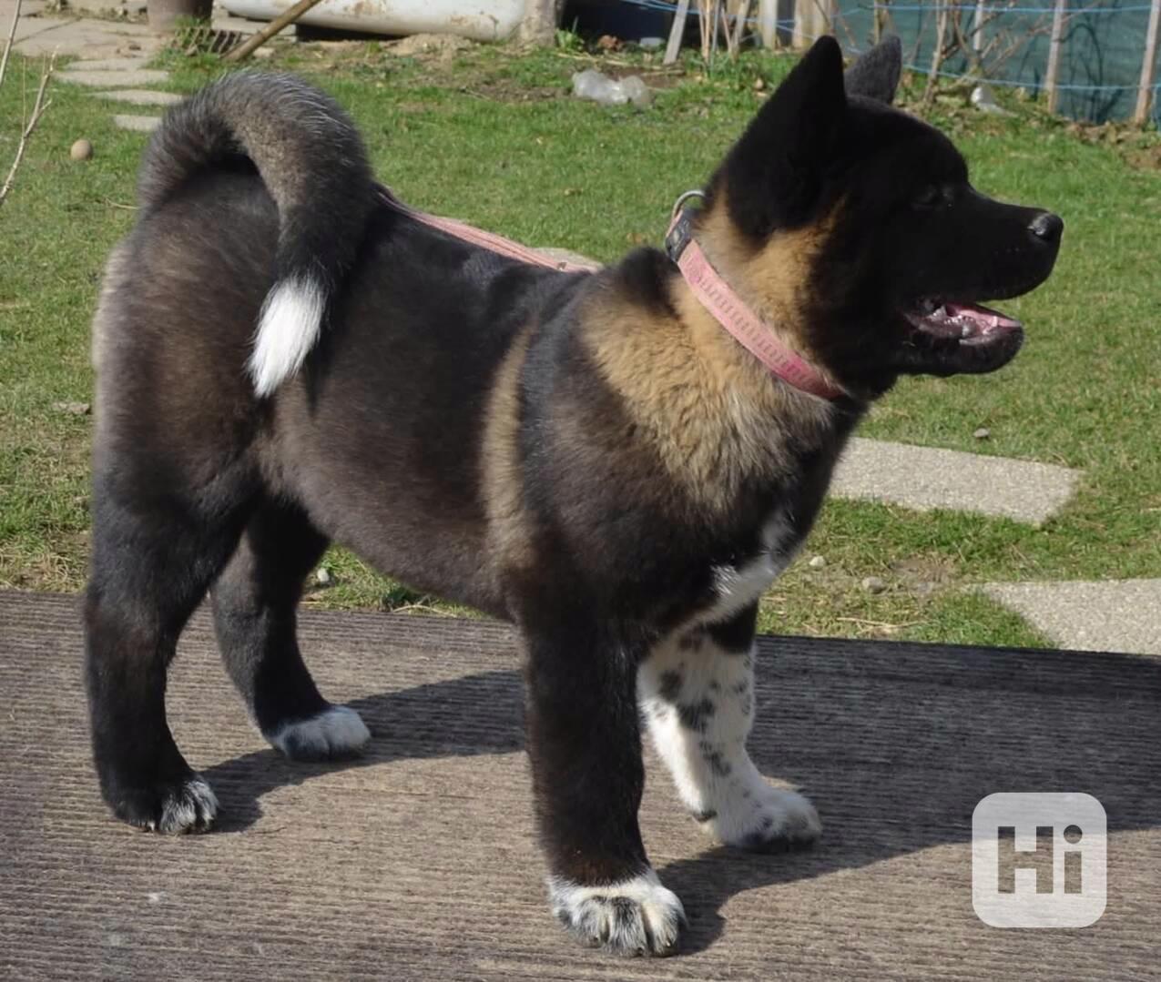 Americká Akita s pp prodám fenka  - foto 1