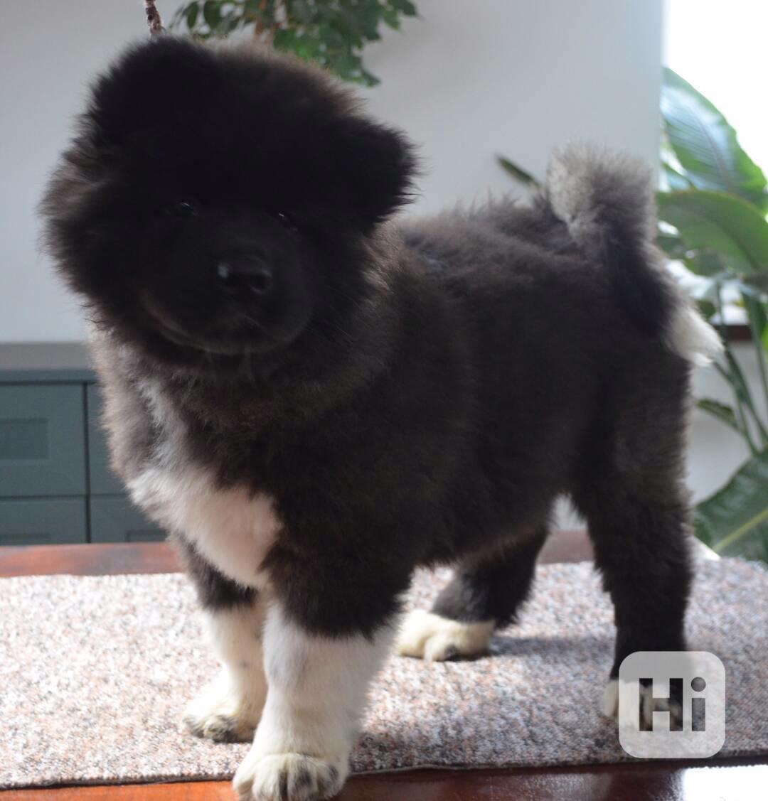 Americká Akita s pp prodám - foto 1