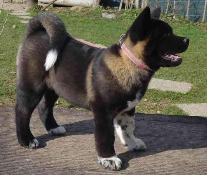 Americká Akita s pp prodám fenka  - foto 1