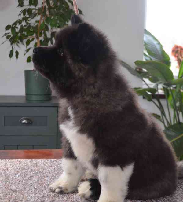 Americká Akita s pp prodám - foto 4