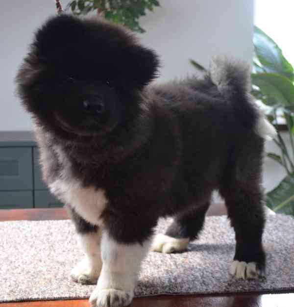 Americká Akita s pp prodám - foto 1