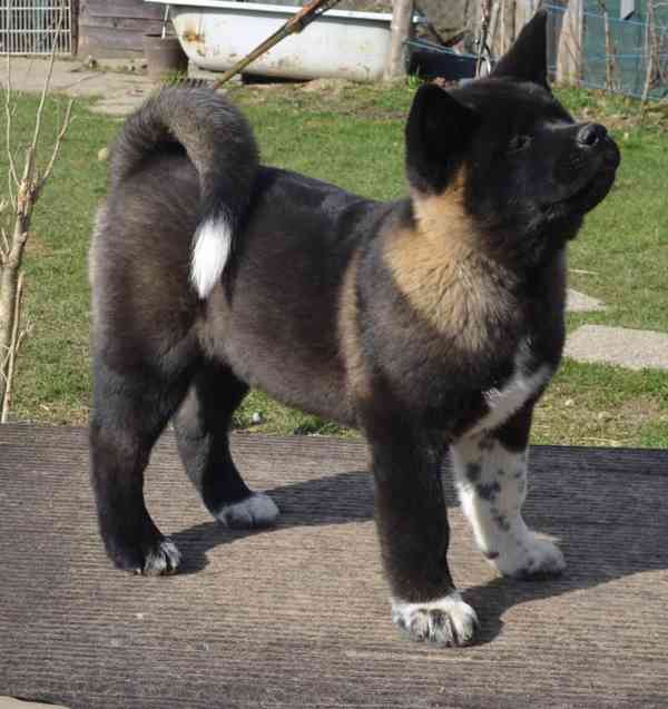 Americká Akita s pp prodám fenka  - foto 2