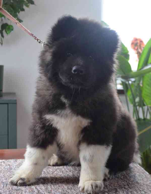 Americká Akita s pp prodám - foto 2