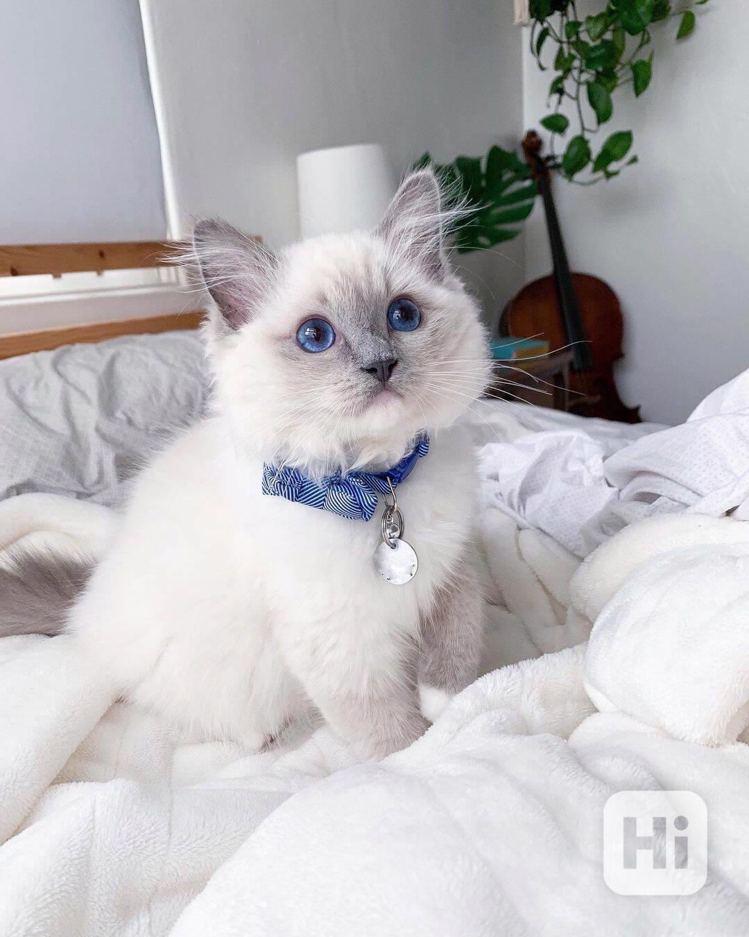 Modré oči koťátko Ragdoll k adopci - foto 1