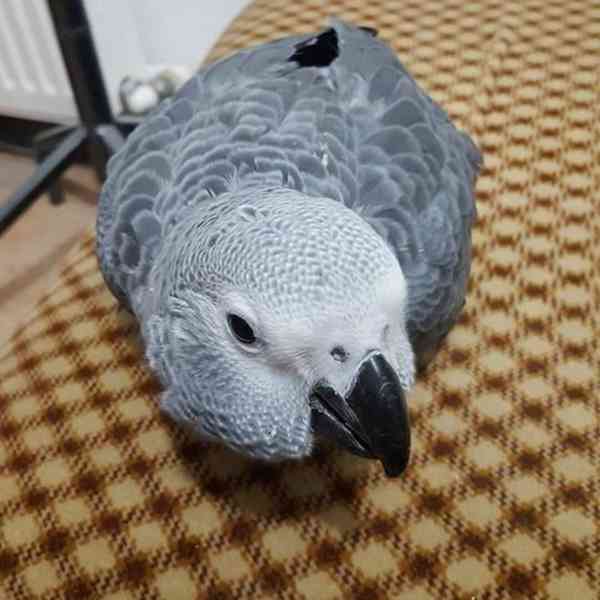 Papoušci šedí konžští na prodej - foto 1