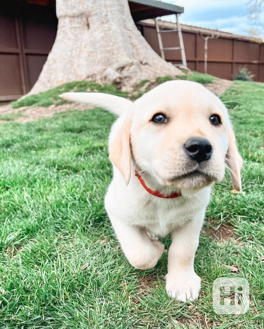 Rozkošná štěňata labradorského retrívra - foto 1