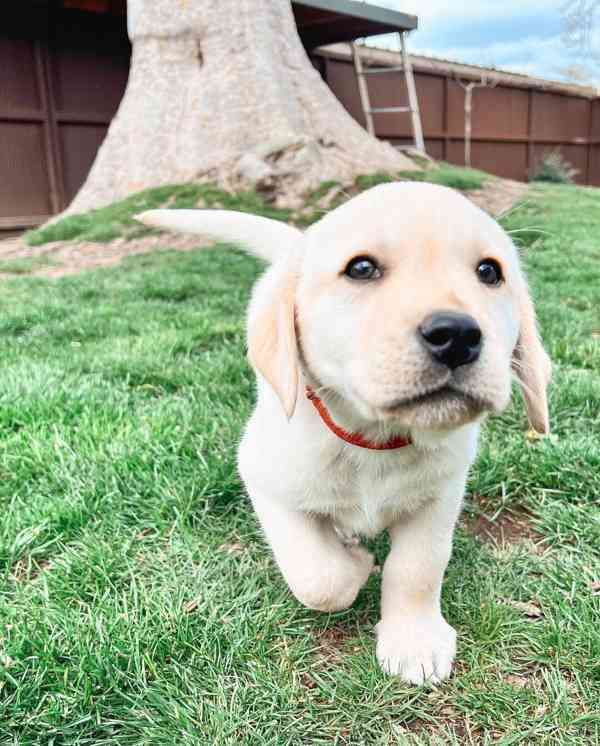 Rozkošná štěňata labradorského retrívra - foto 1