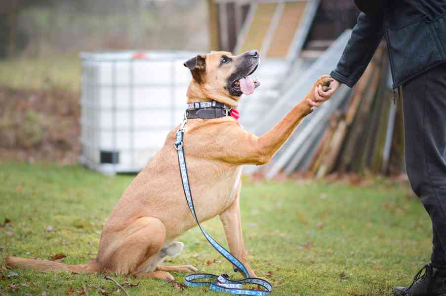 Sebastian - temperamentní pes, 7 let - foto 12