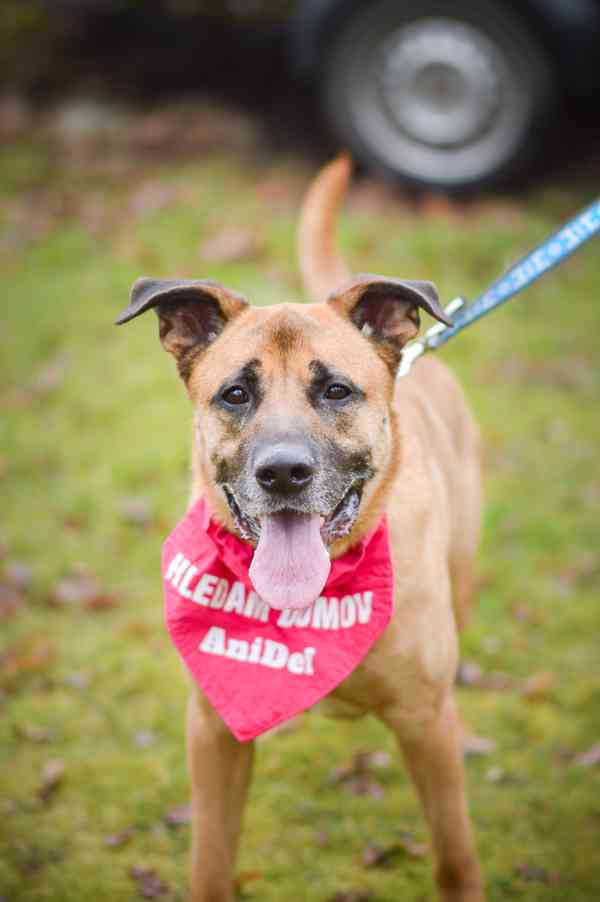 Sebastian - temperamentní pes, 7 let - foto 7