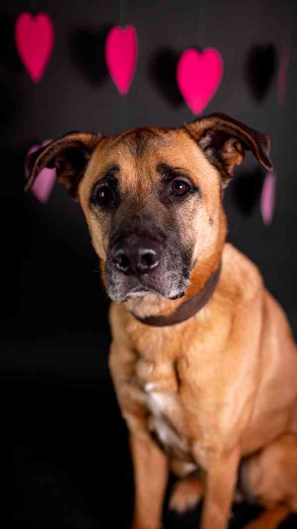 Sebastian - temperamentní pes, 7 let - foto 4