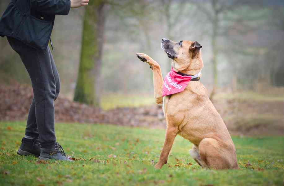 Sebastian - temperamentní pes, 7 let - foto 6